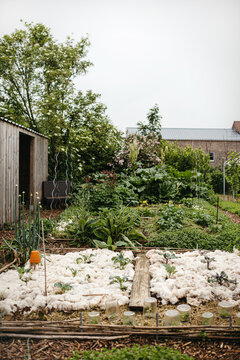 Vegetable garden with sheep's wool used as mulch