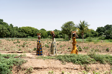Three beautiful little African girls with coulorful traditional long dresses walking amid a vegetable flield carrying baskets on their head