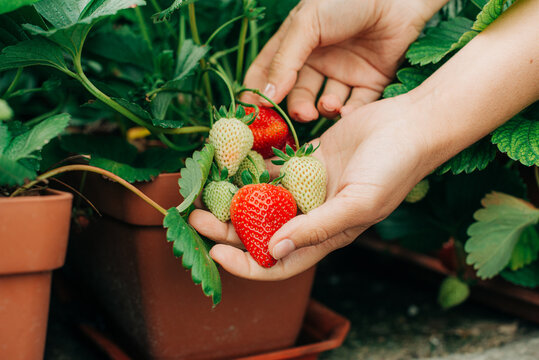 Close up shot of hands piking strawberries