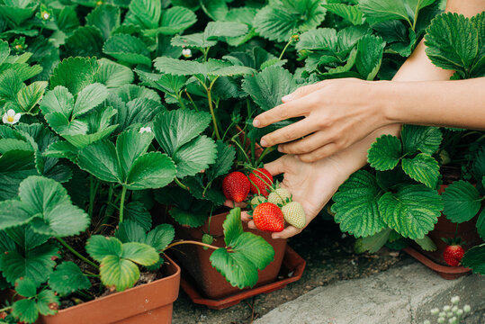 Hands piking strawberries