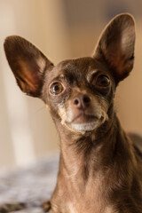 pincher dog with serious look