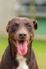 Dog smiling outdoors
