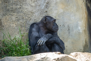 Closeup look of a cute chimpanzee resting on a rock 