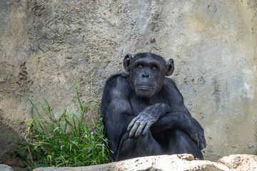 Closeup look of a cute chimpanzee resting on a rock 