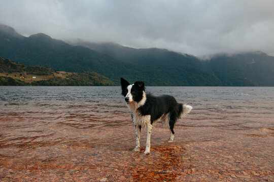 Beautiful female dog at a lake