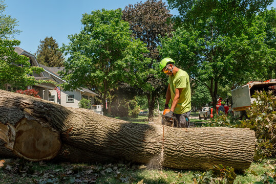 Tree removal worker cutting a log