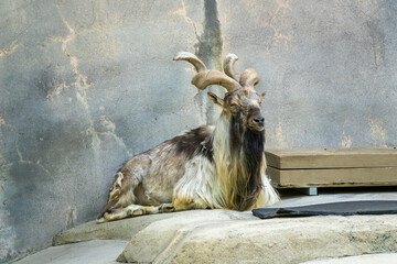Tadjik Markhor male goat resting on a rock, Capra falconeri