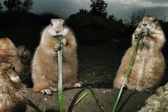 Prairie dogs