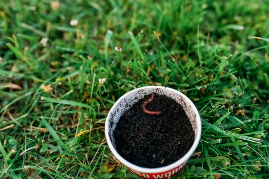 Worm coming out of dirt.