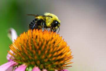 bee on a flower