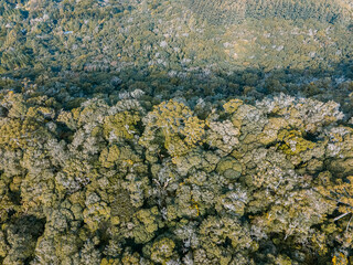 MATA ATLÂNTICA NA SERRA GAÚCHA