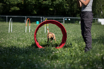 Dog Training Obedience with owner