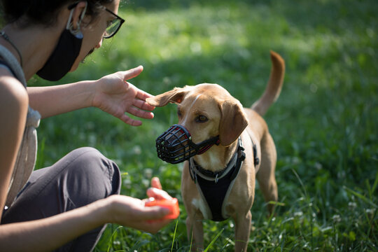 Dog with muzzle
