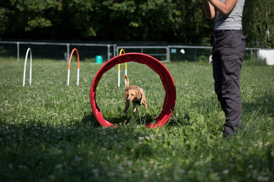 Dog Training Obedience with owner