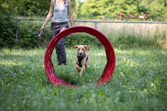 Dog Training Agility with owner