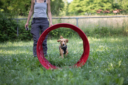 Dog Training Agility with owner