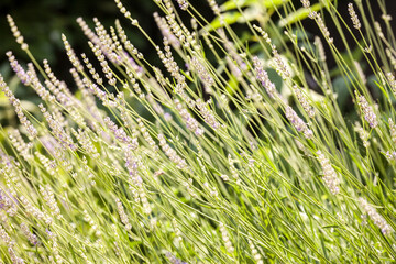 Selective blur on flowers of lavender, purple and green color, with a dark background, in a provence field in france. Also called lavendula or lamiaceae, it is a flower from the lamiaceae...