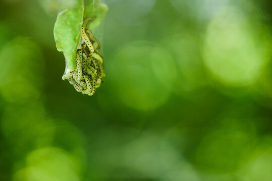 Ermine moth caterpillars