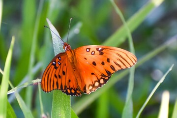 Gulf Fritillary aka Agraulis vanillae in Florida.