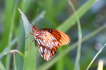 Gulf Fritillary aka Agraulis vanillae in Florida.