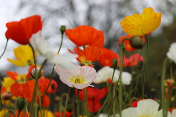 field of poppies Wellington Botanical Gardens New Zealand 