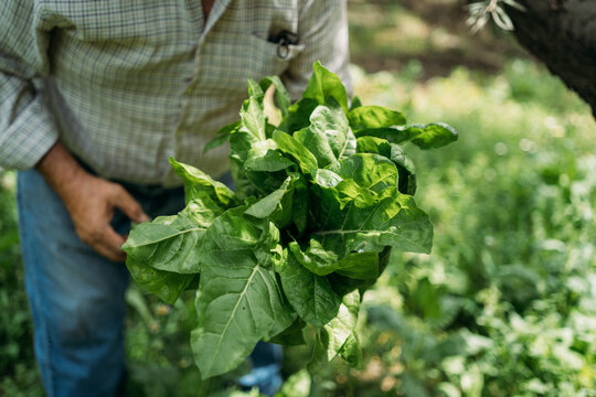 A Man Collects Chards in his Vegetable Patch