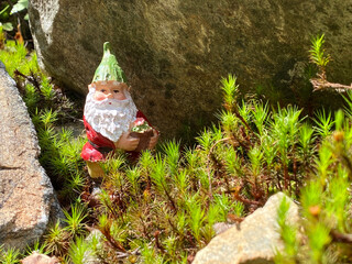 gnome in moss, lichen surrounded by rock