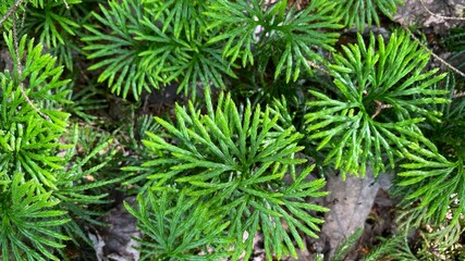 close up of green needle lichen or conifer sprouts 