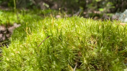 moss, grass and lichen up close