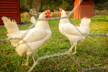 Hens in the Yard