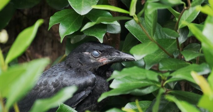 Creepy Crow