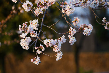 Beautiful sakura branch in the park