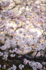 Blossoming sakura tree in the park