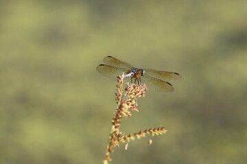 dragonfly