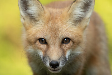 red fox portrait