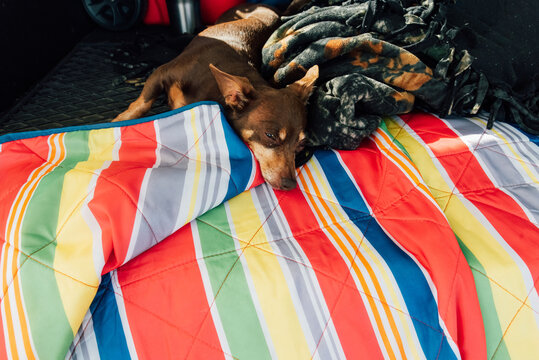 Small dog sleeping in the back of an SUV. 