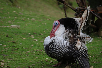 Male Turkey in all his glory, on the farm