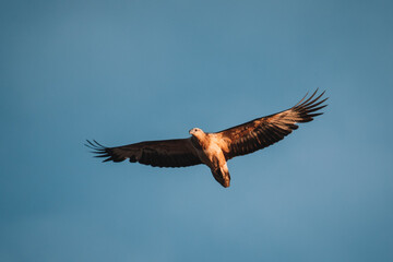 Immature white-bellied Sea Eagle flying in the sky. 