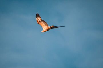 Immature white-bellied Sea Eagle flying in the sky. 