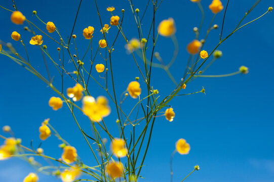 Yellow flowers on blue sky
