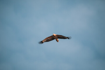 Immature white-bellied Sea Eagle flying in the sky. 