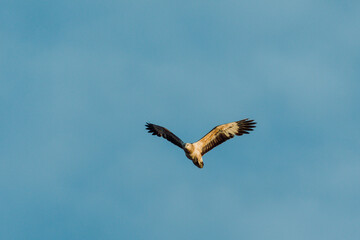 Immature white-bellied Sea Eagle flying in the sky. 