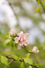tree blossom pink rose in spring