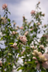 bee on a flower pink rose in spring