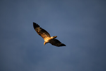 Immature white-bellied Sea Eagle flying in the sky. 
