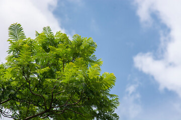 Parte de un árbol con hojas verdes  contra el cielo azul y nubes.