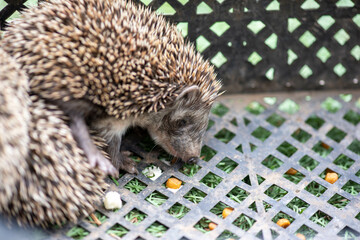 a hedgehog in a box sits alone
