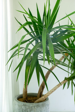 Green plant inconcrete pot on white wall background
