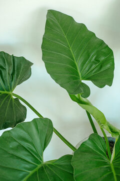 Green plant on white wall background
