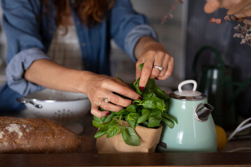 Anonymous Woman Picking Fresh Basil Lemon 